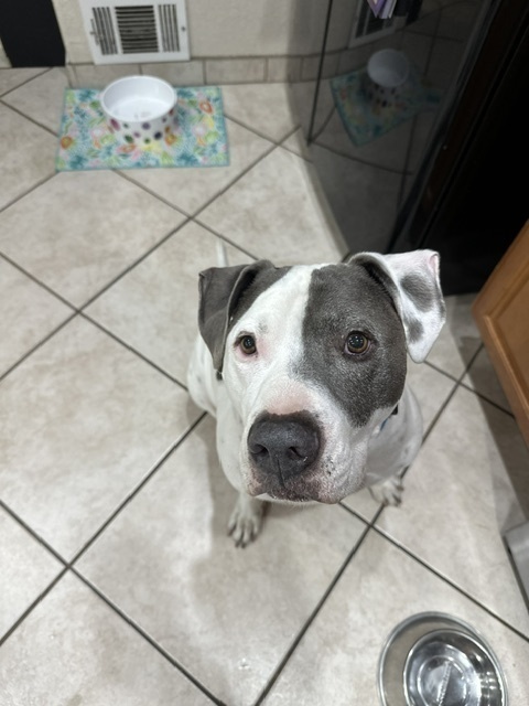 Dude, an adoptable American Bulldog in Littleton, CO, 80126 | Photo Image 5