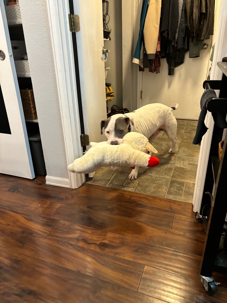 Dude, an adoptable American Bulldog in Littleton, CO, 80126 | Photo Image 6