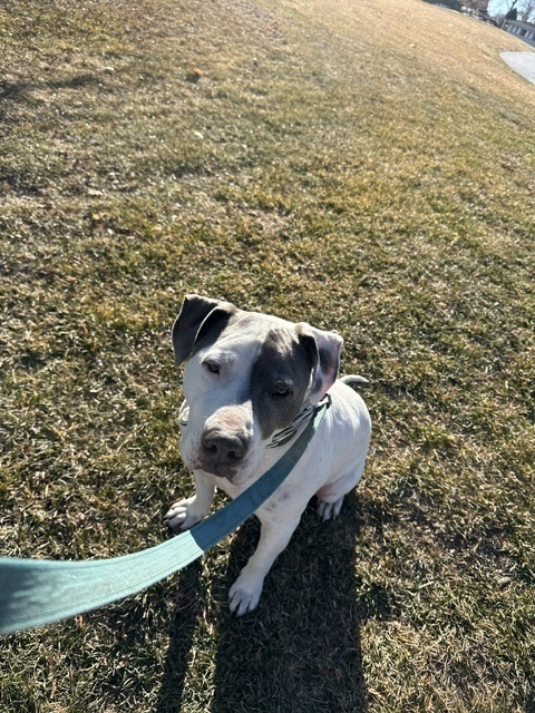 Dude, an adoptable American Bulldog in Littleton, CO, 80126 | Photo Image 6