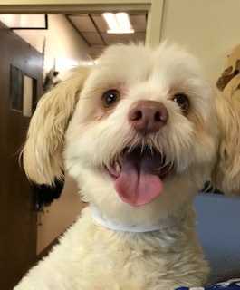 Toby, an adoptable Maltese & Poodle Mix in San Jose, CA