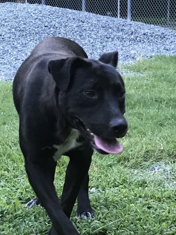 Cozy, an adoptable Labrador Retriever in Albemarle, NC, 28001 | Photo Image 1