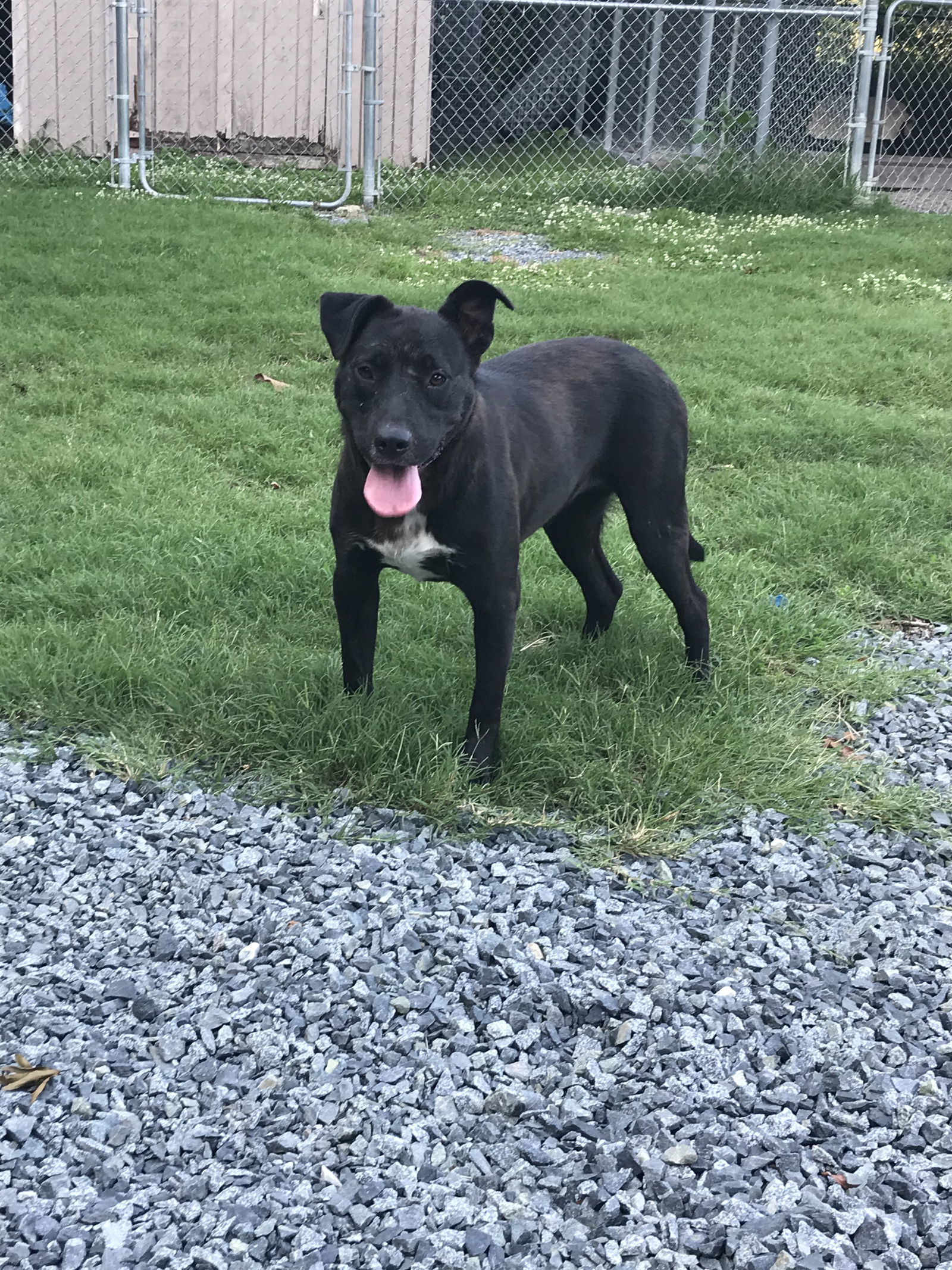 Cozy, an adoptable Labrador Retriever in Albemarle, NC, 28001 | Photo Image 2