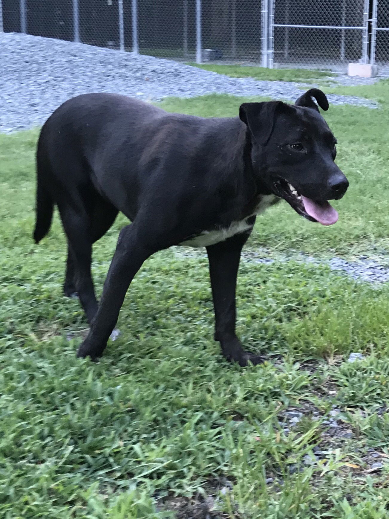 Cozy, an adoptable Labrador Retriever in Albemarle, NC, 28001 | Photo Image 3