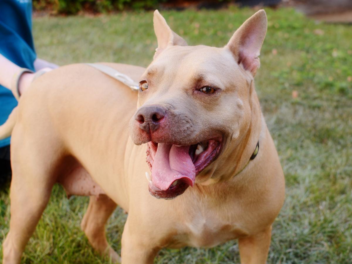 Madison, an adoptable Pit Bull Terrier in Tallahassee, FL, 32317 | Photo Image 1
