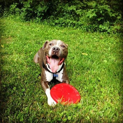 Gus, an adoptable Pit Bull Terrier in Blacklick, OH, 43004 | Photo Image 4