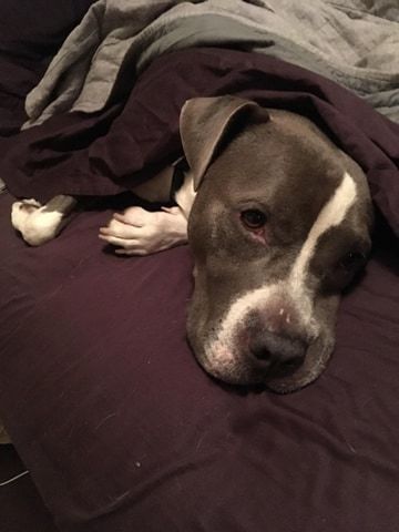 Gus, an adoptable Pit Bull Terrier in Blacklick, OH, 43004 | Photo Image 5