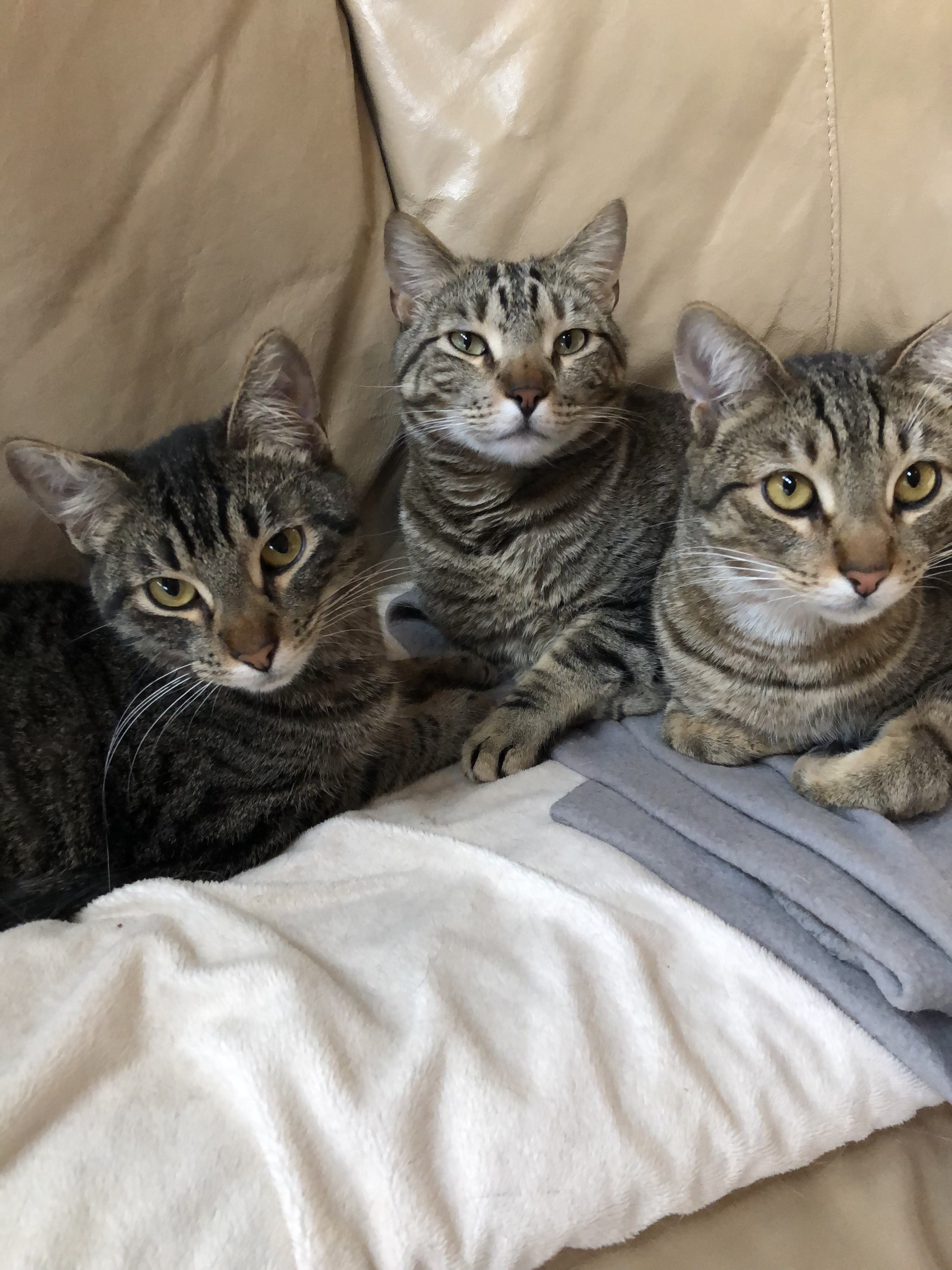 Drixx & Ozzy , an adoptable Tabby, Tiger in Parker, TX, 75002 | Photo Image 2