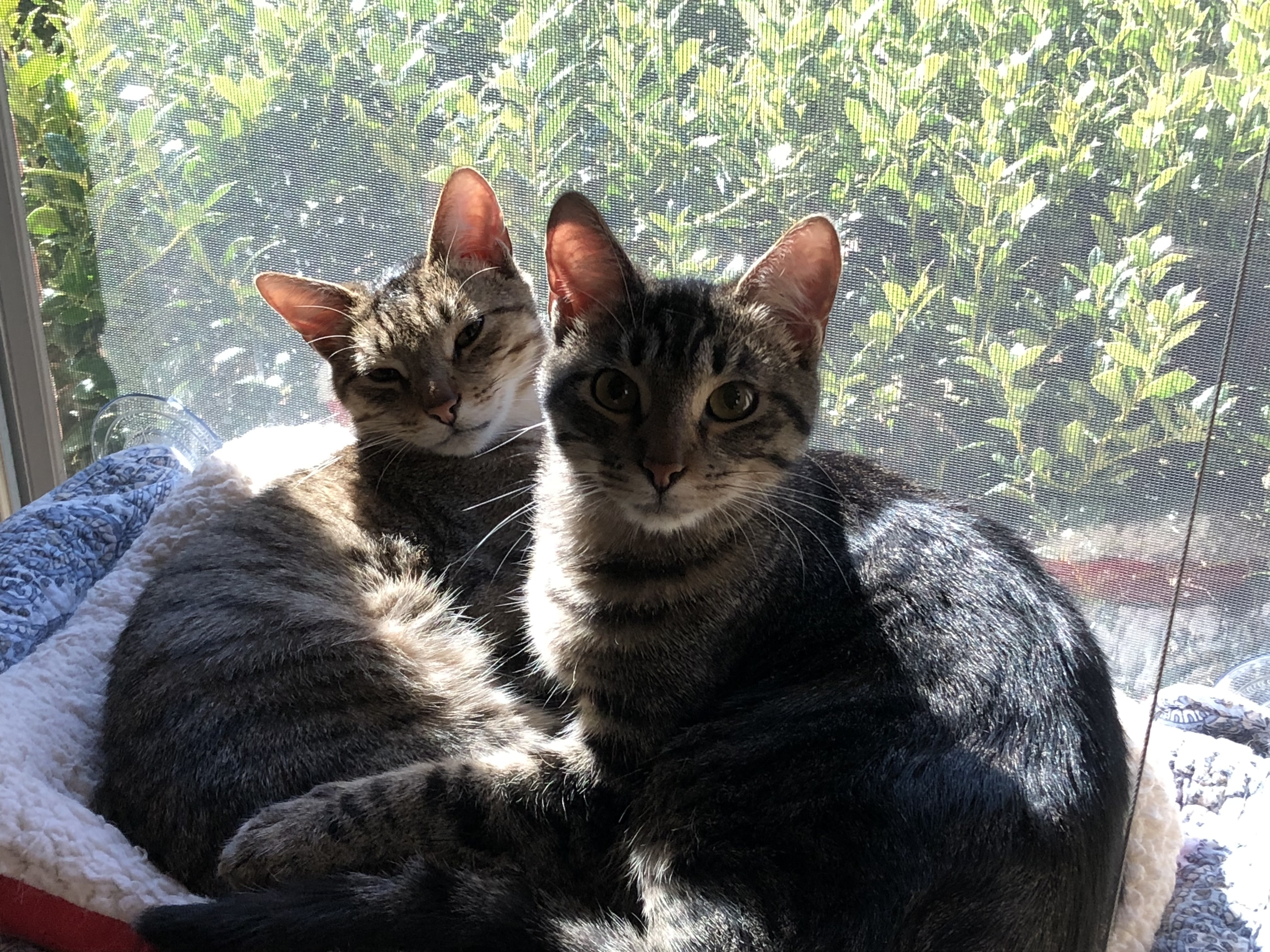 Drixx & Ozzy , an adoptable Tabby, Tiger in Parker, TX, 75002 | Photo Image 1