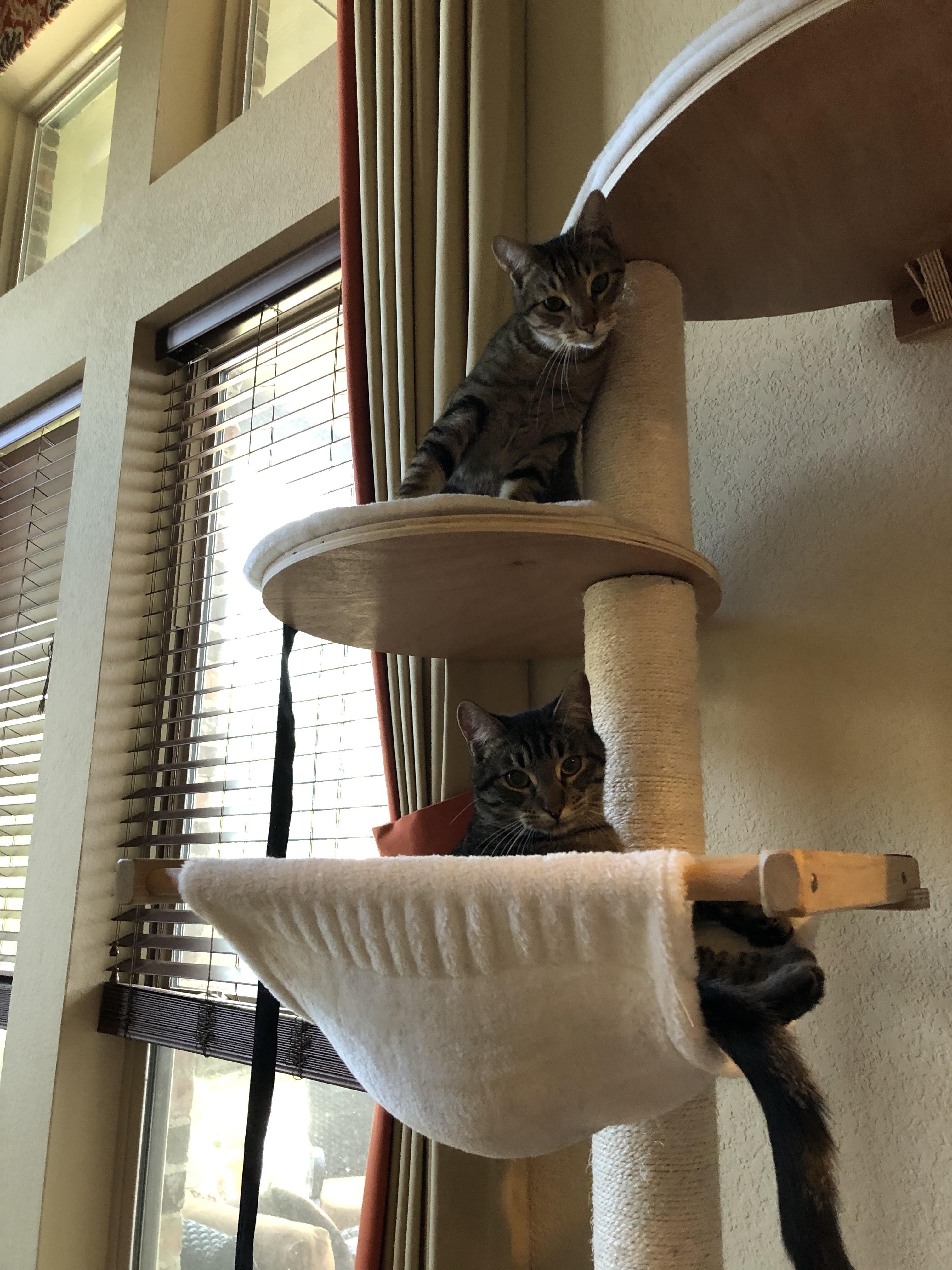 Drixx & Ozzy , an adoptable Tabby, Tiger in Parker, TX, 75002 | Photo Image 4