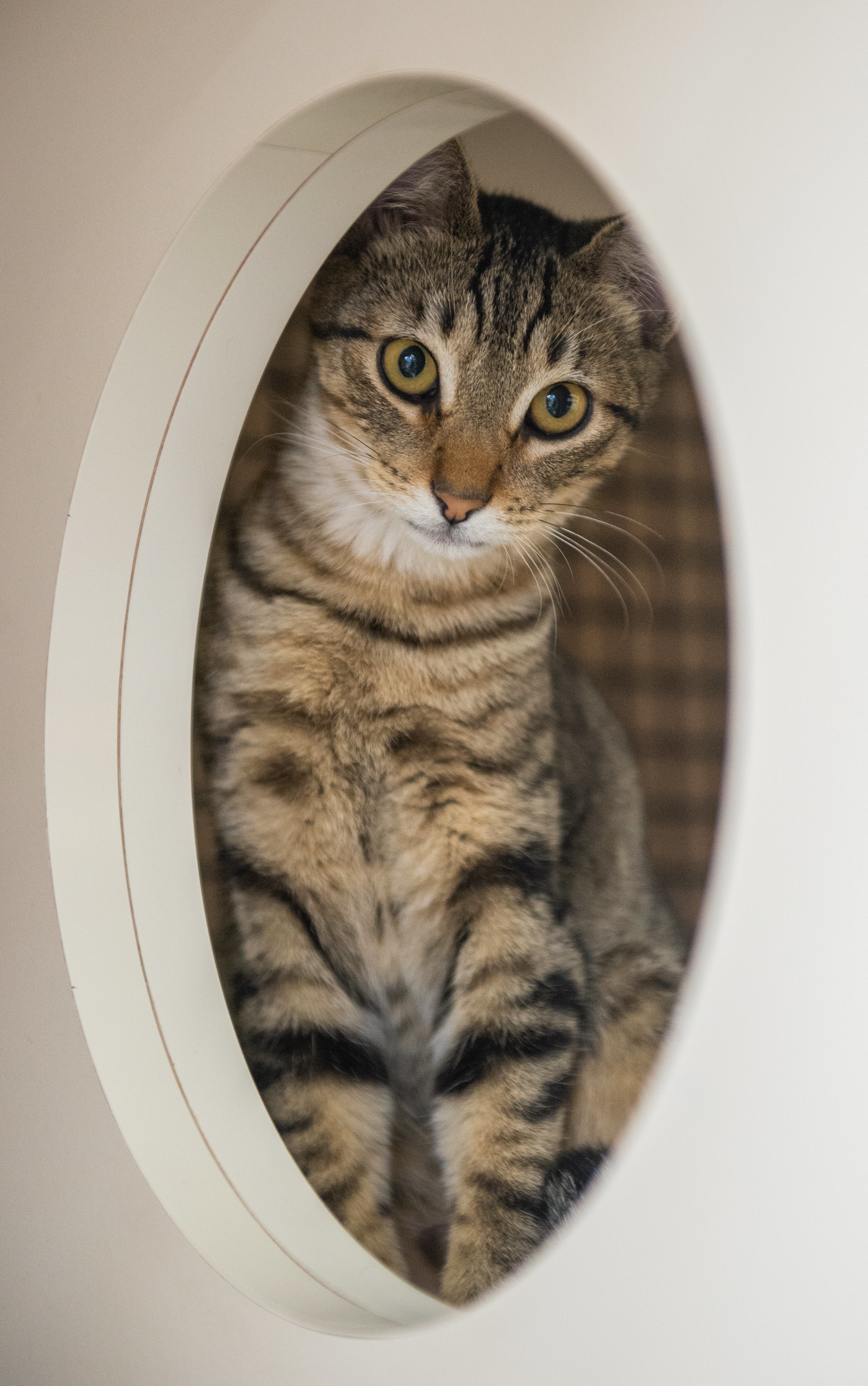 Drixx & Ozzy , an adoptable Tabby, Tiger in Parker, TX, 75002 | Photo Image 5
