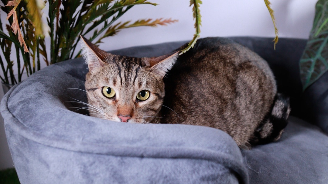 Drixx & Ozzy , an adoptable Tabby, Tiger in Parker, TX, 75002 | Photo Image 6