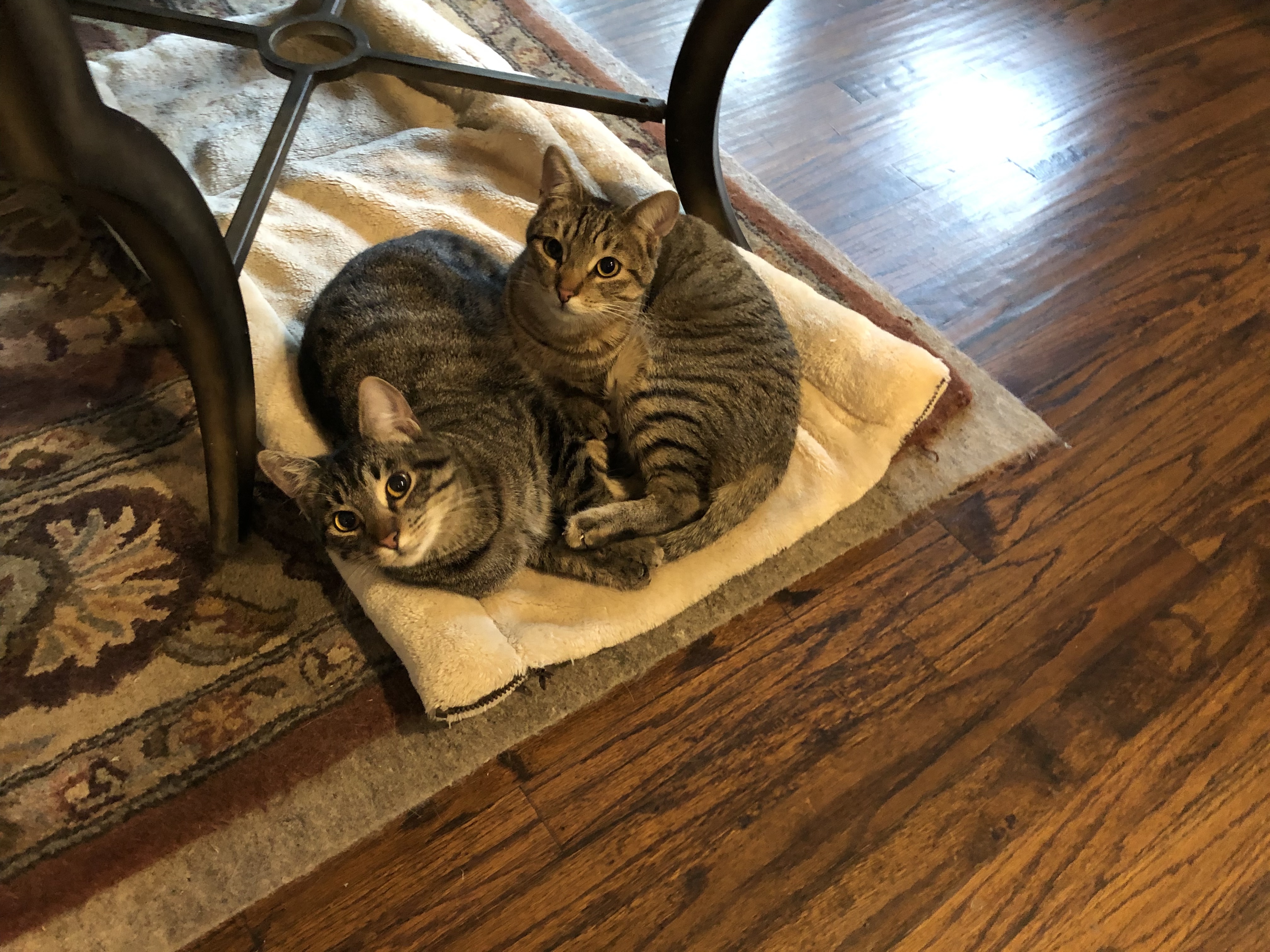 Ozzy & Drixx , an adoptable Tabby, Tiger in Parker, TX, 75002 | Photo Image 2