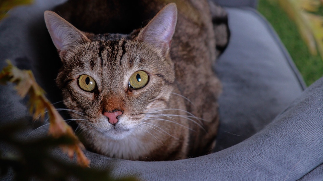 Ozzy & Drixx , an adoptable Tabby, Tiger in Parker, TX, 75002 | Photo Image 3