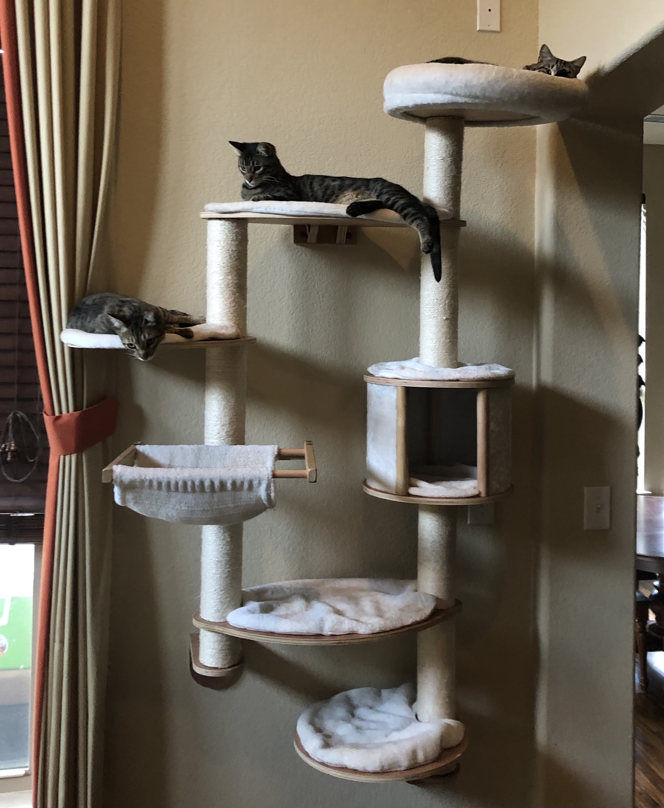 Ozzy & Drixx , an adoptable Tabby, Tiger in Parker, TX, 75002 | Photo Image 4