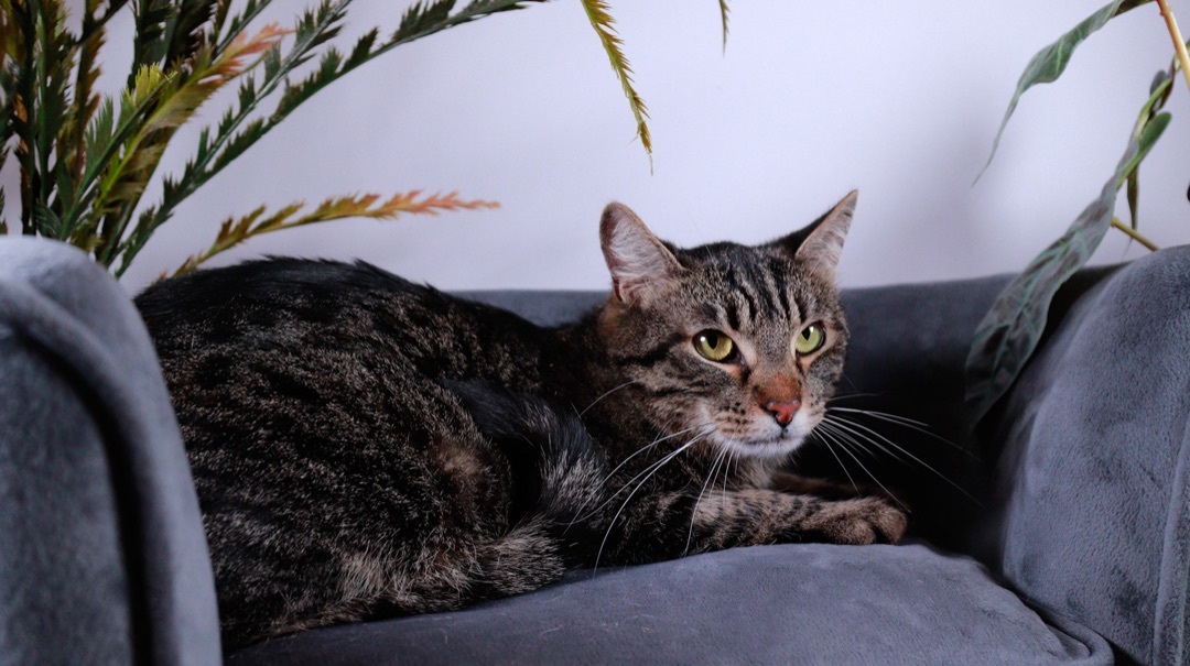 Ozzy & Drixx , an adoptable Tabby, Tiger in Parker, TX, 75002 | Photo Image 6