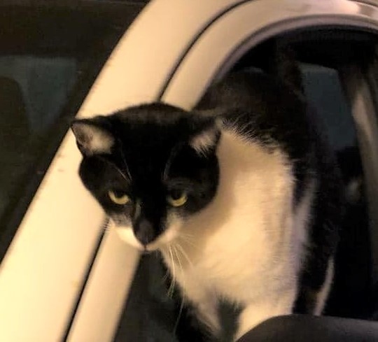 Momma Kitty 2