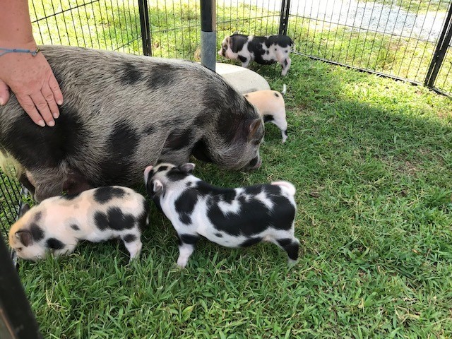 Piglet Family 6
