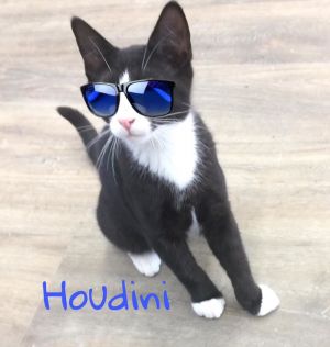 HOUDINI