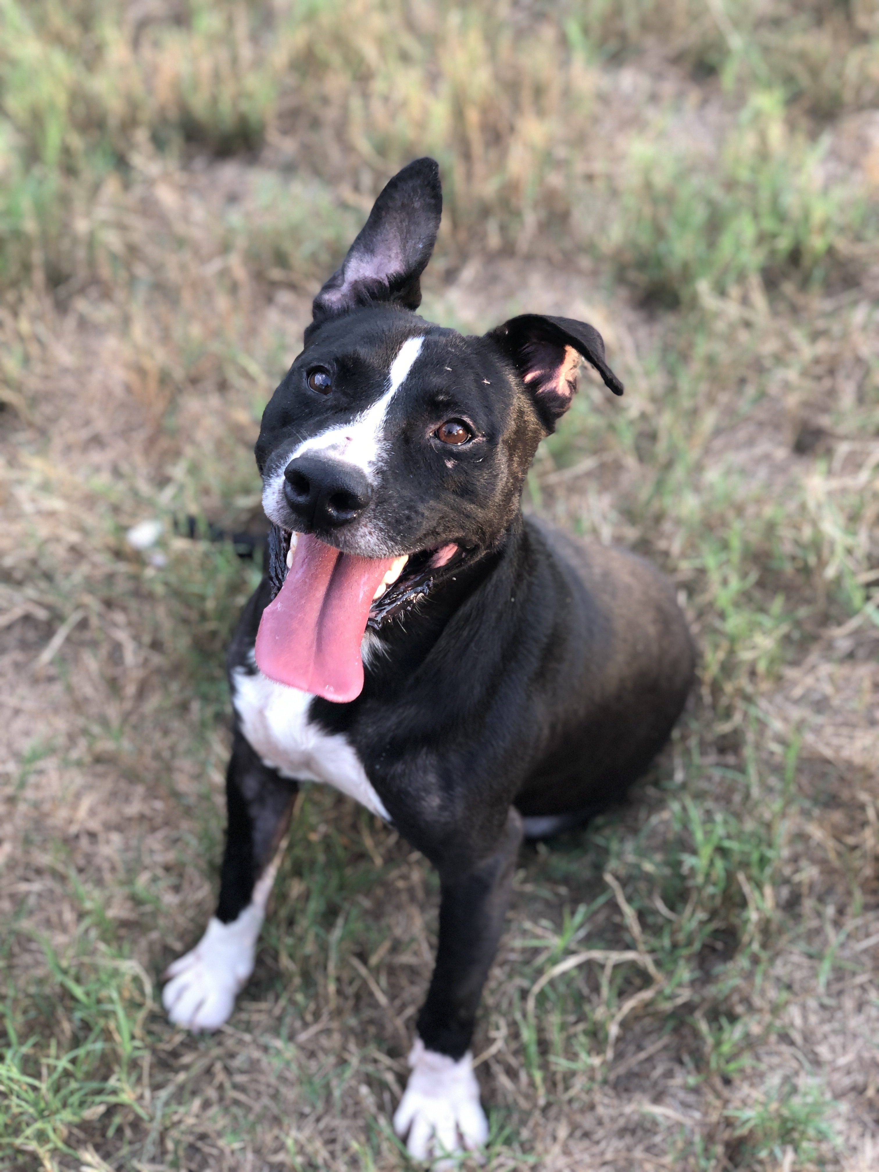 Rexford (Rex), an adoptable American Staffordshire Terrier, Mixed Breed in Bryan, TX, 77803 | Photo Image 1