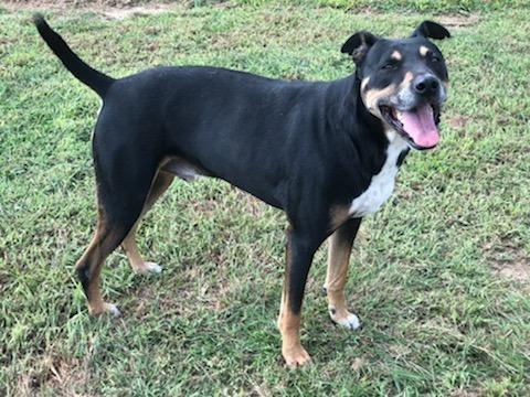 Luke, an adoptable German Shepherd Dog, Hound in Farmersville, TX, 75442 | Photo Image 1