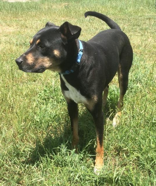 Luke, an adoptable German Shepherd Dog, Hound in Farmersville, TX, 75442 | Photo Image 2