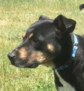 Luke, an adoptable German Shepherd Dog, Hound in Farmersville, TX, 75442 | Photo Image 3