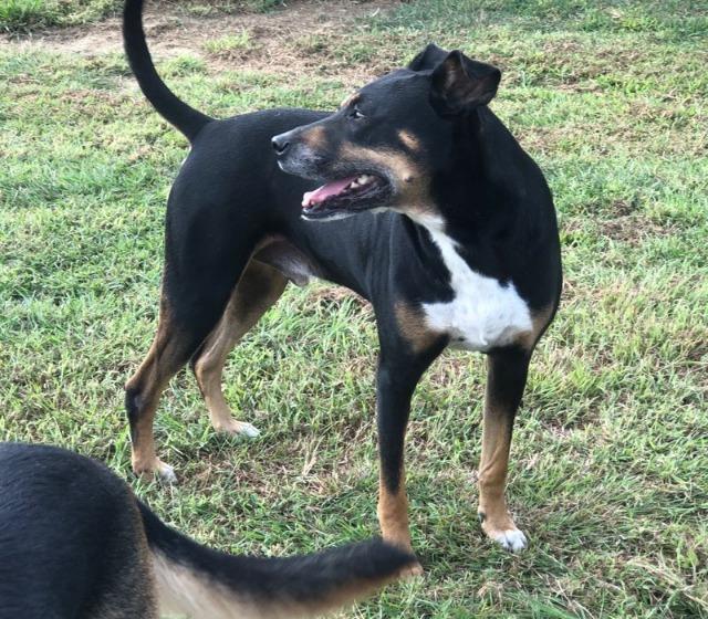 Luke, an adoptable German Shepherd Dog, Hound in Farmersville, TX, 75442 | Photo Image 5