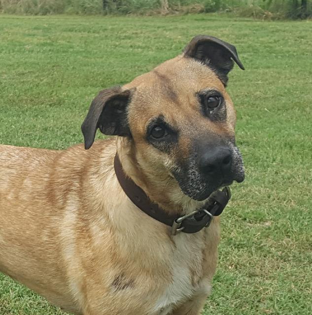 Princess, an adoptable Shepherd in Farmersville, TX, 75442 | Photo Image 1