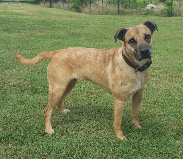 Princess, an adoptable Shepherd in Farmersville, TX, 75442 | Photo Image 2