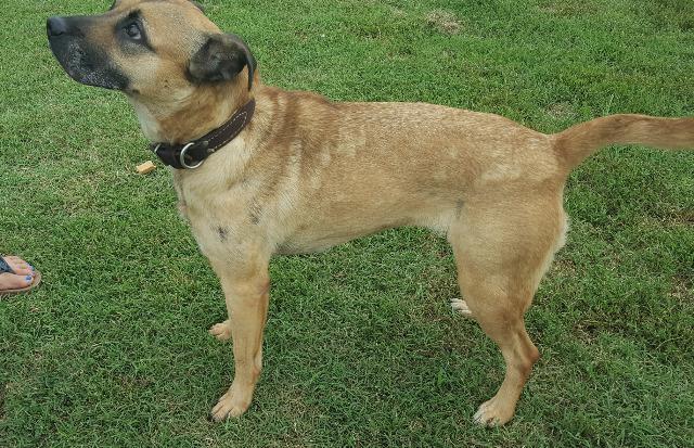 Princess, an adoptable Shepherd in Farmersville, TX, 75442 | Photo Image 3