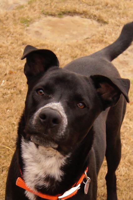 Nebo, an adoptable Labrador Retriever, Cattle Dog in Farmersville, TX, 75442 | Photo Image 1