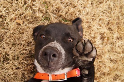 Nebo, an adoptable Labrador Retriever, Cattle Dog in Farmersville, TX, 75442 | Photo Image 2