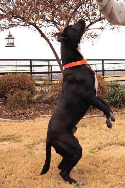 Nebo, an adoptable Labrador Retriever, Cattle Dog in Farmersville, TX, 75442 | Photo Image 3