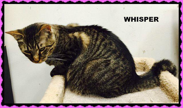 Whisper, an adoptable Domestic Short Hair in Ballwin, MO, 63011 | Photo Image 2