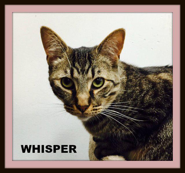 Whisper, an adoptable Domestic Short Hair in Ballwin, MO, 63011 | Photo Image 3
