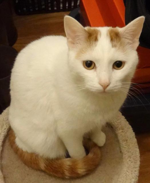 Cat For Adoption Zane A Turkish Van Domestic Short Hair Mix