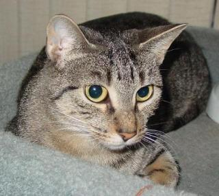 Abby, an adoptable Domestic Short Hair in Ballwin, MO, 63011 | Photo Image 3