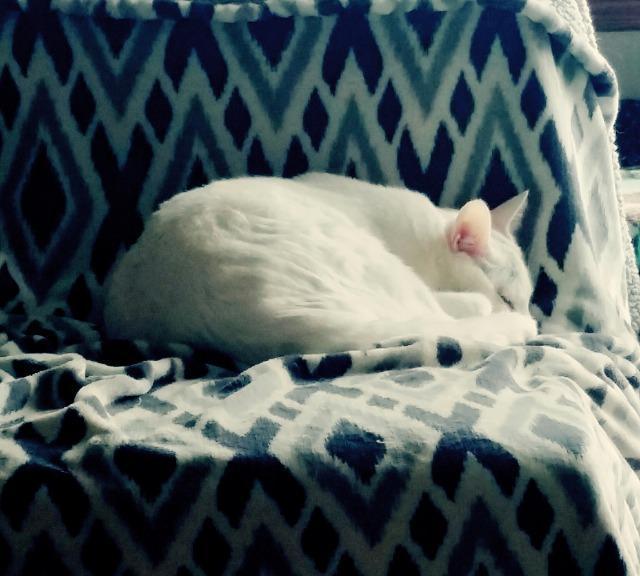 Arden, an adoptable Domestic Short Hair in Ballwin, MO, 63011 | Photo Image 4