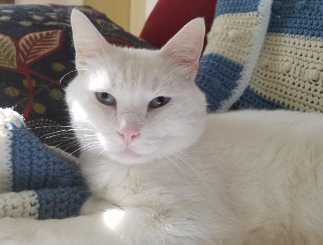 Romeo, an adoptable Domestic Medium Hair, Turkish Angora in Ballwin, MO, 63011 | Photo Image 1