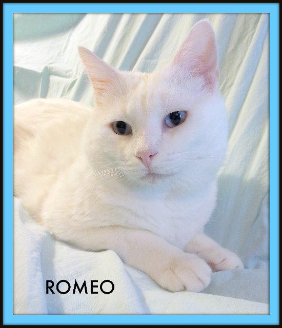 Romeo, an adoptable Domestic Medium Hair, Turkish Angora in Ballwin, MO, 63011 | Photo Image 2