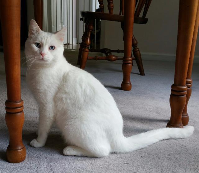 Romeo, an adoptable Domestic Medium Hair, Turkish Angora in Ballwin, MO, 63011 | Photo Image 3