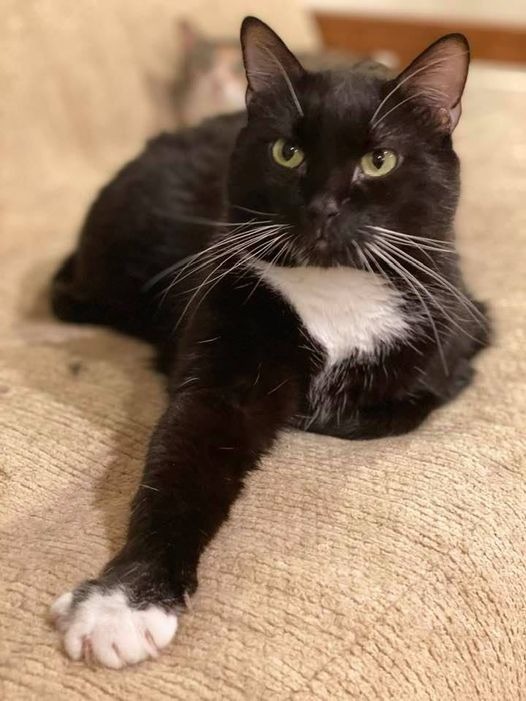 Gumdrop, an adoptable Domestic Short Hair in Ballwin, MO, 63011 | Photo Image 1