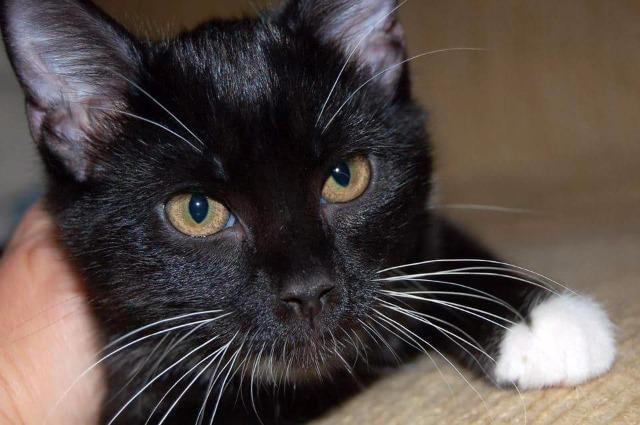 Gumdrop, an adoptable Domestic Short Hair in Ballwin, MO, 63011 | Photo Image 2