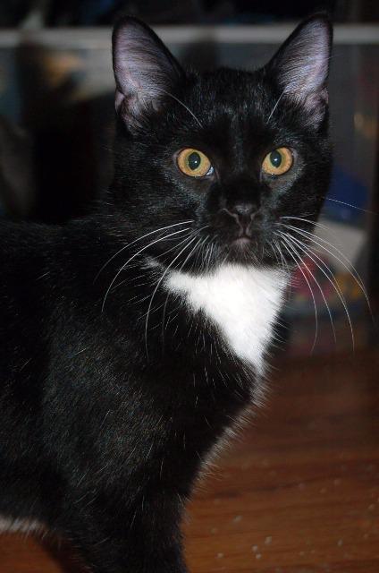 Gumdrop, an adoptable Domestic Short Hair in Ballwin, MO, 63011 | Photo Image 3