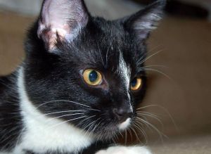 Twix, Senior Male unknown