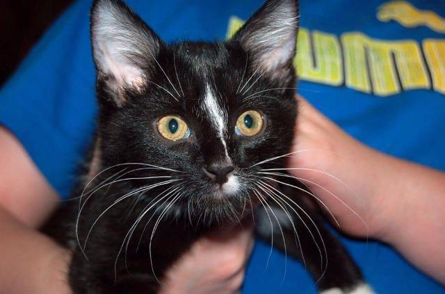 Twix, an adoptable Domestic Short Hair in Ballwin, MO, 63011 | Photo Image 2