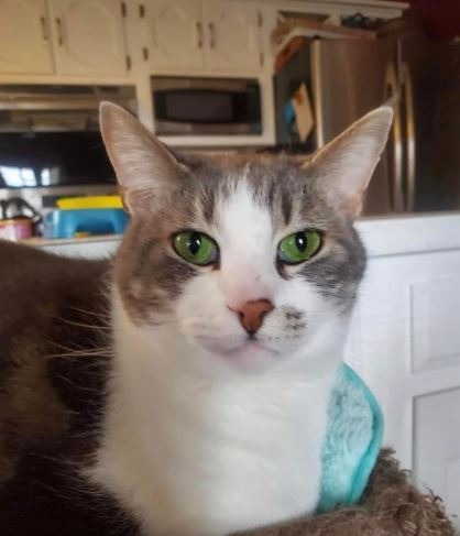 Hannah (with Falin), an adoptable Domestic Short Hair in Ballwin, MO, 63011 | Photo Image 1