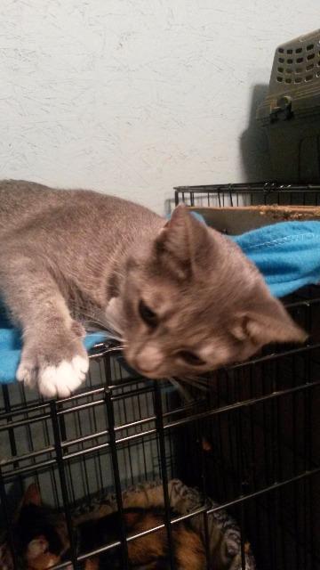 Harper