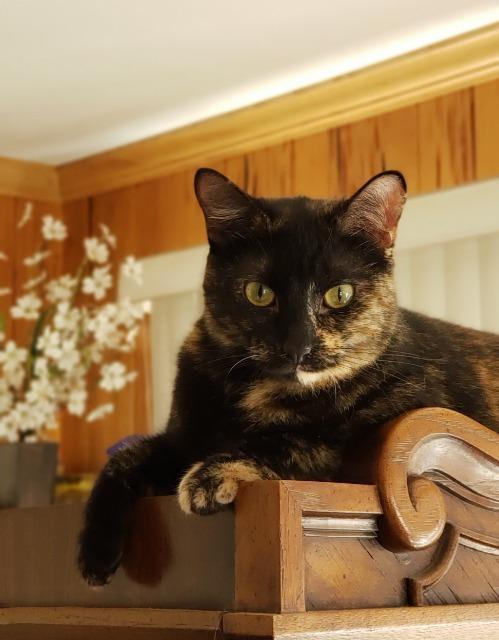 Annabelle, an adoptable Domestic Short Hair in Ballwin, MO, 63011 | Photo Image 1