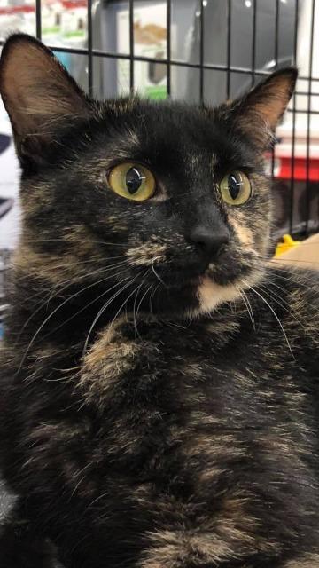 Annabelle, an adoptable Domestic Short Hair in Ballwin, MO, 63011 | Photo Image 3